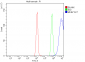 Anti-Ki67 Antibody Picoband™ (monoclonal, 5C7)